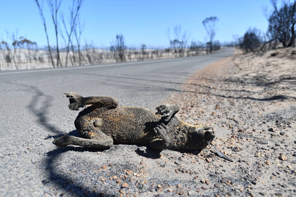 Between 40,000 and 60,000 koalas perished during the Black Summer bushfires.
