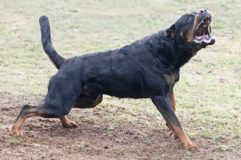 Während die Frau sich für ein Nickerchen zurückgezogen hatte, wurde der Zweijährige von zwei Rottweilern angefallen und getötet. (Symbolbild)