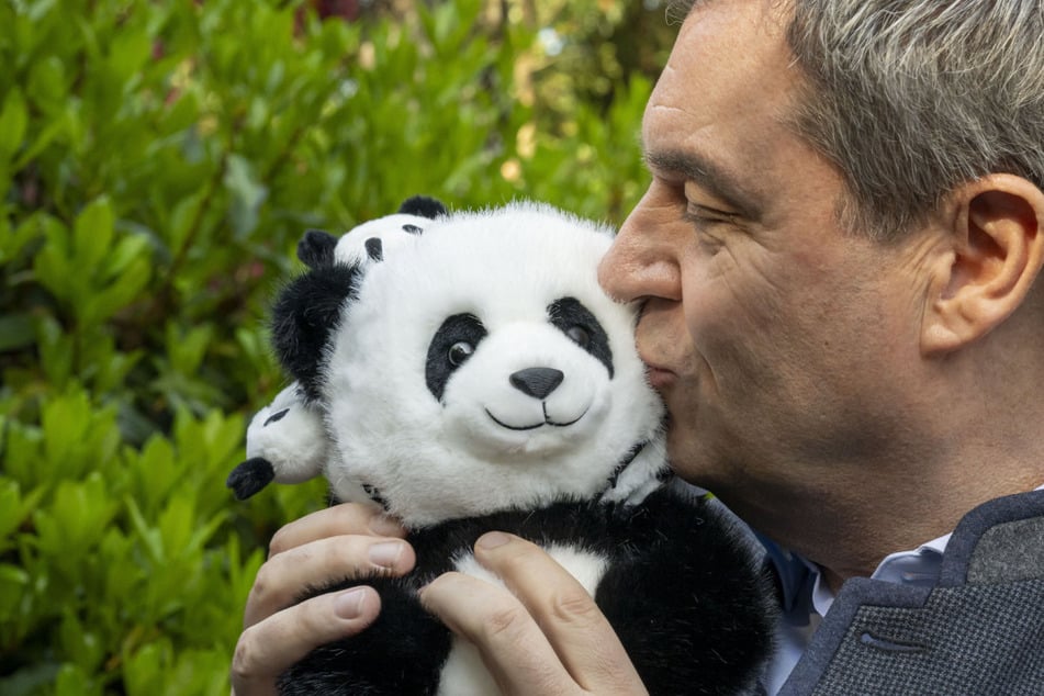 Bayerns Ministerpräsident Markus Söder (57, CSU) ist derzeit beim wichtigsten Handelspartner des Freistaats, China, zu Besuch. Als Geschenk gab es bereits einen Plüsch-Panda.