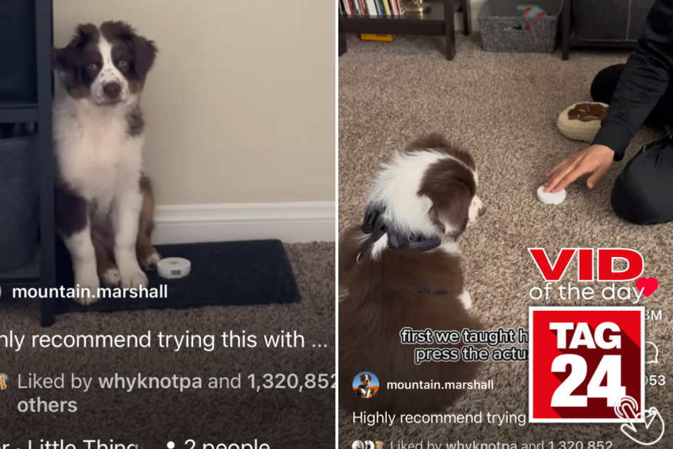 Today's Viral Video of the Day shows the adorable process of a pup learning how to ring a doorbell to use the bathroom!
