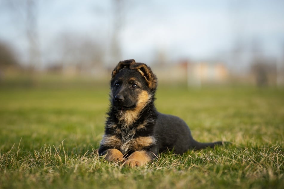 German Shepherds might look a little scary sometimes, but they're actually super sweet.