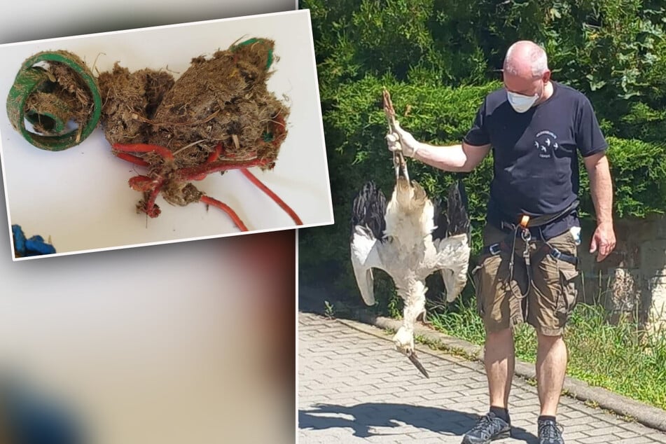 Gummibänder mit Regenwürmern verwechselt: Wieder ein Jungstorch tot!