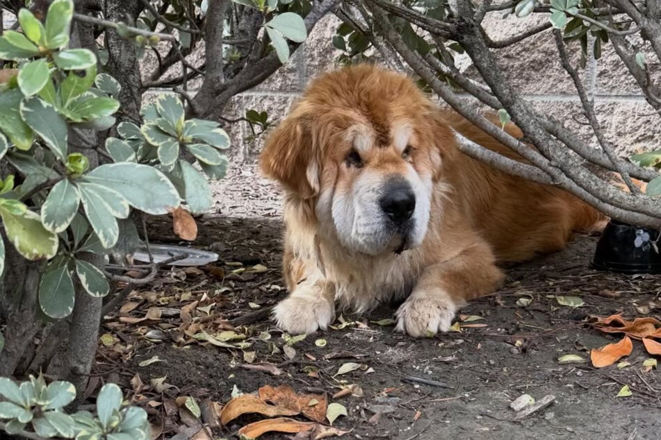 Hündin musste sofort zum Tierarzt.
