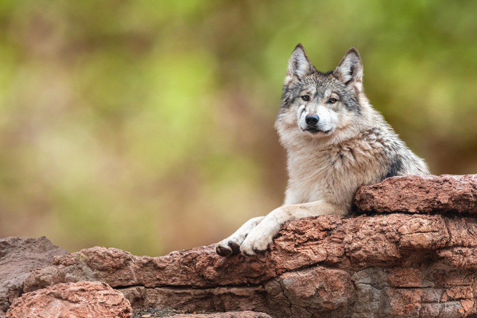 Die Rückkehr des Wolfes wird heiß diskutiert. Zurzeit leben in Sachsen 31 Wolfsrudel.