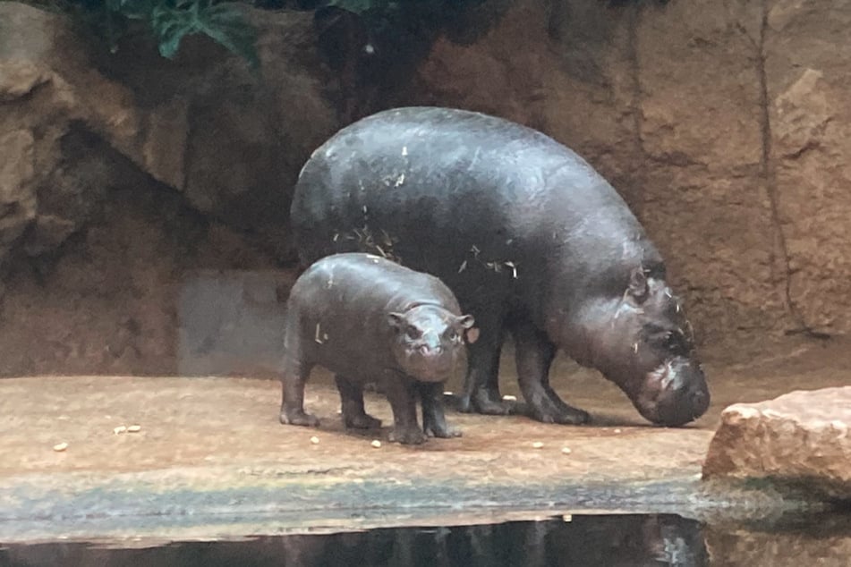 Baby-Hippo Toni aus dem Berliner Zoo unternahm am heutigen Dienstag ihren ersten Tauchgang in tieferes Wasser vor Publikum mit Mama Debbie (27).