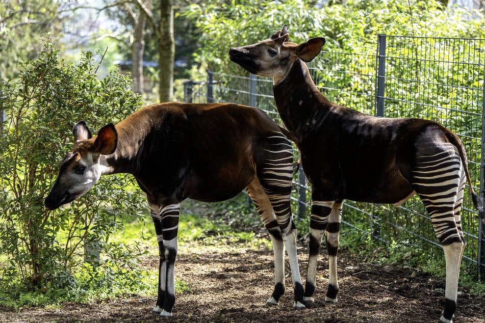 Okapi-Bulle Imba und Weibchen Jamili leben im Stuttgarter Zoo Wilhelma.