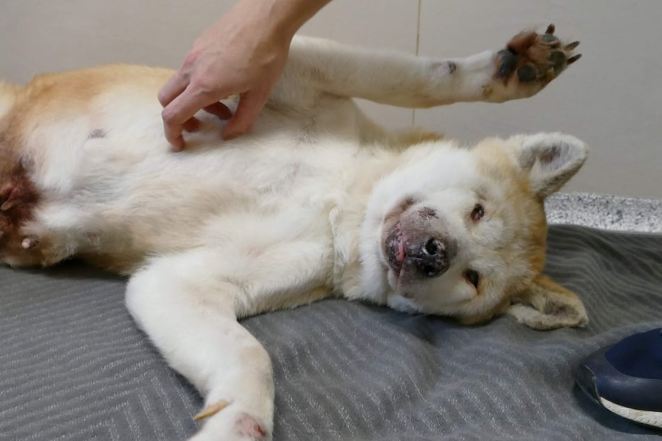 Diva konnte von Tierschützern aus ihrer grausamen Lage befreit werden.