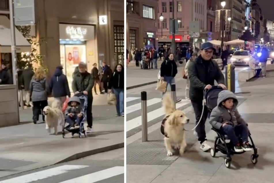 Unruhig schaute sich der Golden Retriever nach seinem Frauchen um.