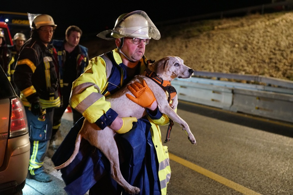 Einsatzkräfte brachten die Hunde zur medizinischen Versorgung zum Rettungswagen.
