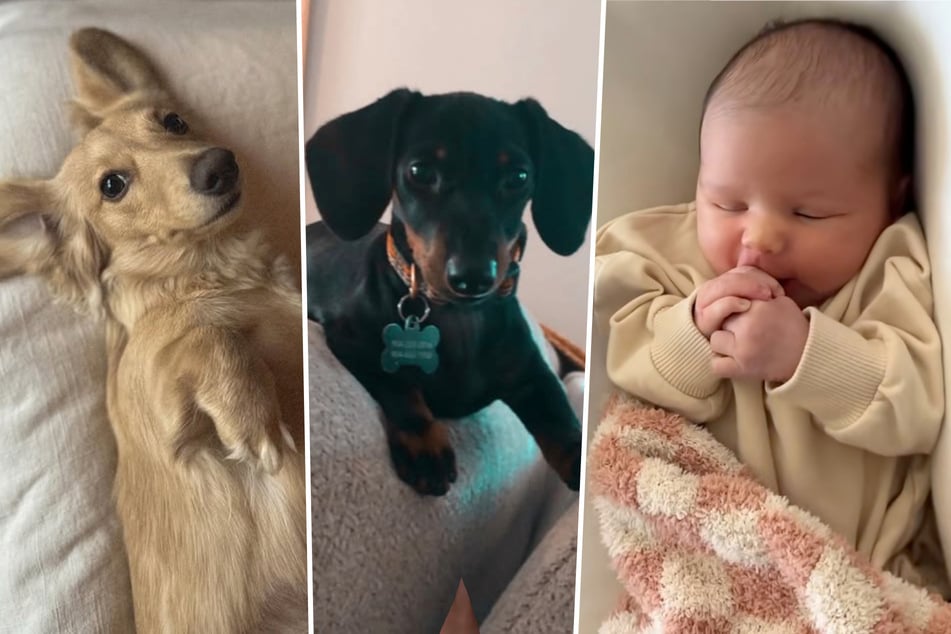 Phoebe (l), Penelope und Baby Stevie kennen sich inzwischen seit rund zwei Jahren.