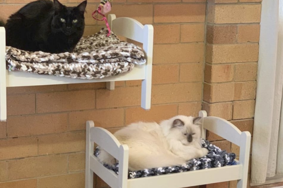 Katzen streiten sich um ein Bett, jetzt haben alle ein eigenes!