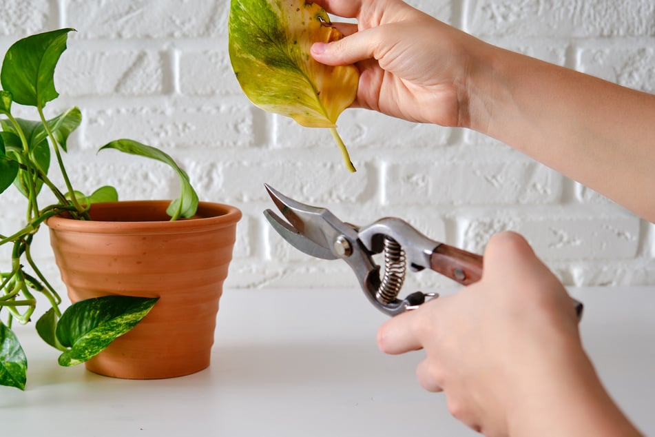 Alte und gelbe Blätter können getrost von der Efeutute abgeschnitten werden.