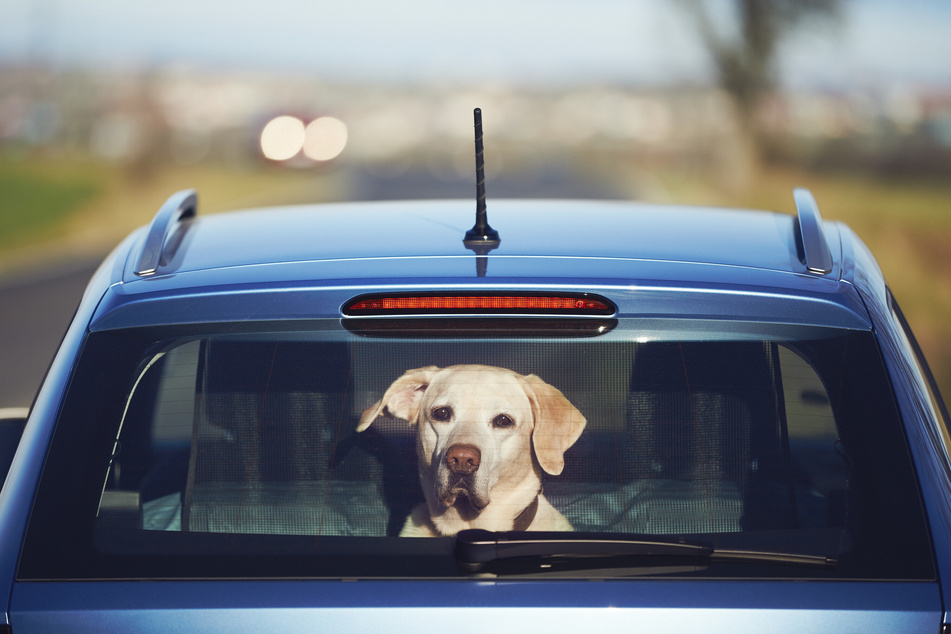 Wer bei Hitze einen Hund alleine im Auto entdeckt, sollte zuerst die Polizei alarmieren. (Symbolbild)