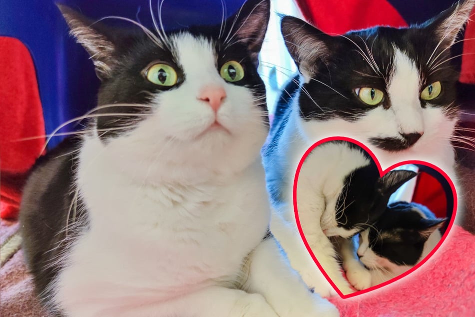 Katzen-Duo wartet viel zu lange im Tierheim: Warum will sie niemand haben?