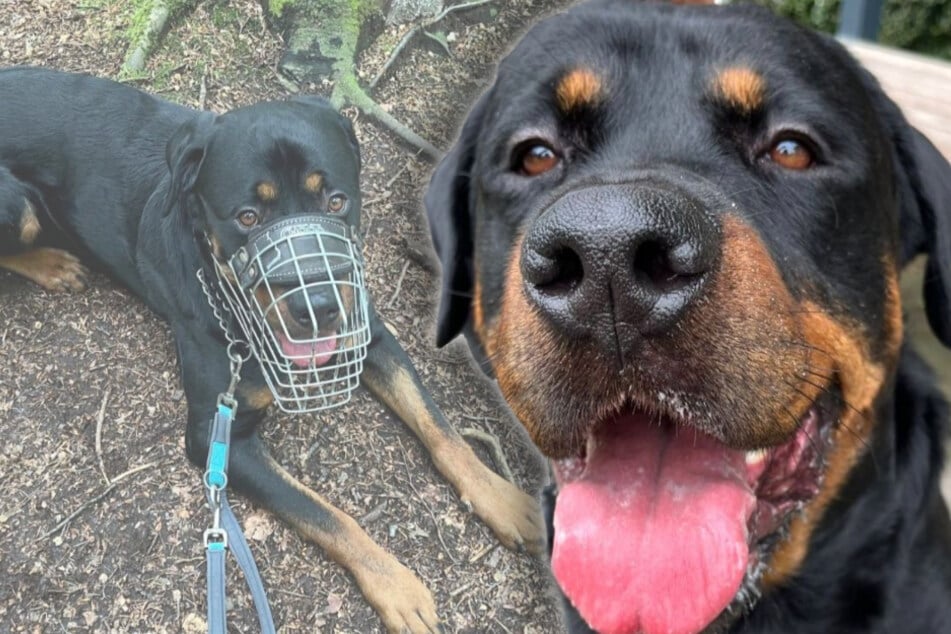 Junger Hund landet nach Vorfall im Tierheim: Jetzt hofft Bruno auf eine neue Chance