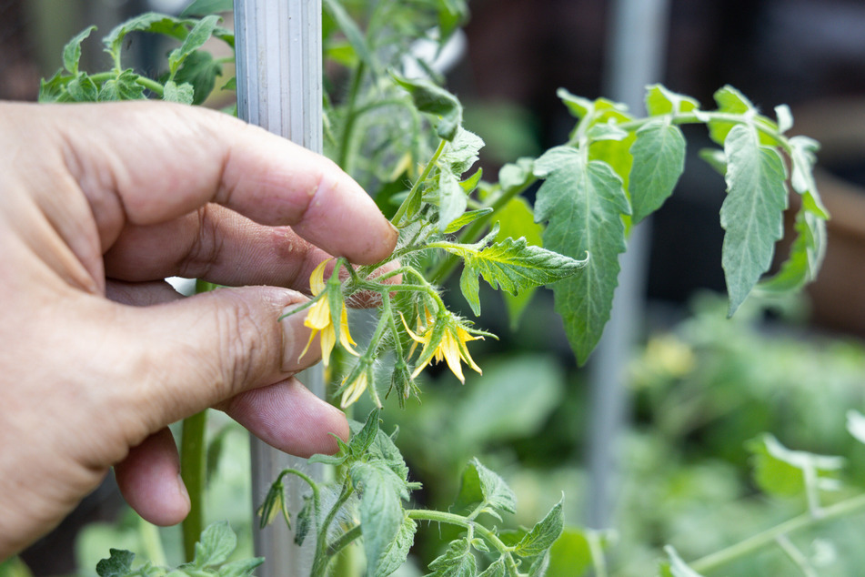 Das Ausgeizen von Gemüsepflanzen sollte regelmäßig durchgeführt werden.