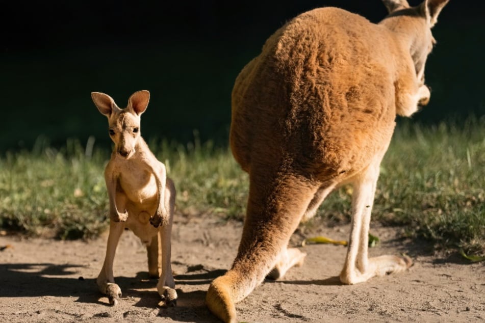Eines der beiden Riesenkänguru-Babys (l.) neben einem ausgewachsenen Artgenossen.