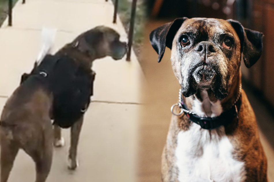 Dieser Hund wird in der Corona-Krise zum Wein-Lieferanten