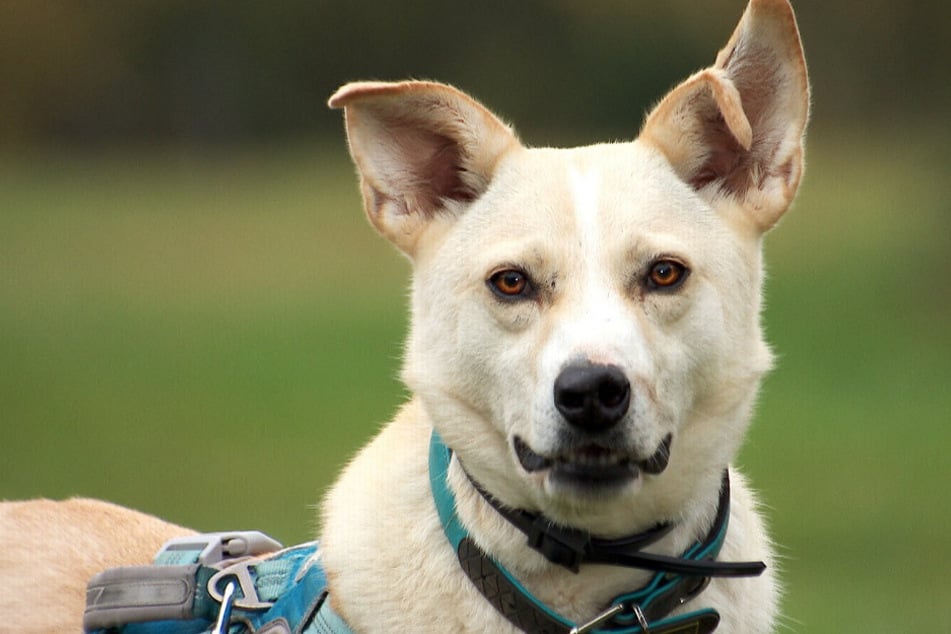 Mischling Dilly (4 Jahre alt) lebt seit Ende 2023 im Leisniger Tierheim.