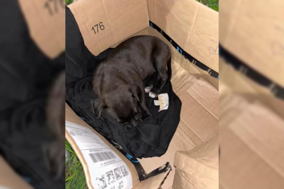 When the staff of Saving Hope Rescue recently saw a picture of a little dog in need, it broke their hearts. This pup was lucky the rescuers spotted her and jumped in to help!
