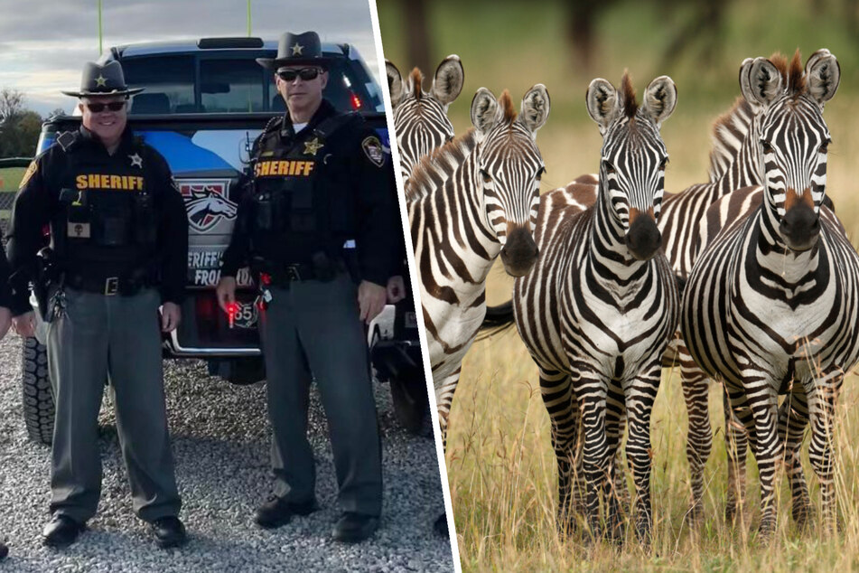 Zebra-Angriff: Bissiger Hengst greift Rentner (72) an - Polizei macht von Schusswaffe Gebrauch