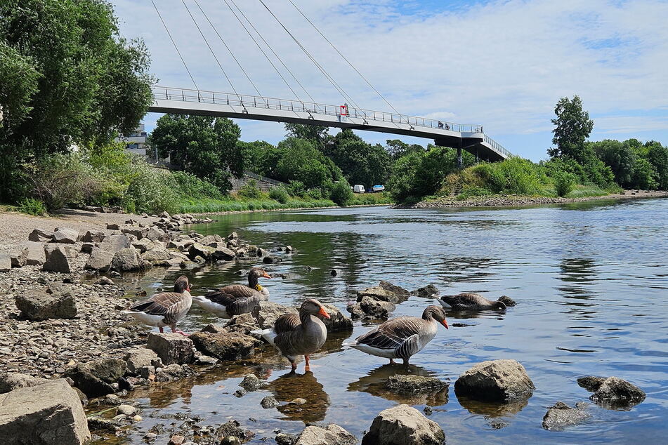 Dresden: Grausame Tat am Elbufer: Tierquäler steinigen junge Gans zu Tode