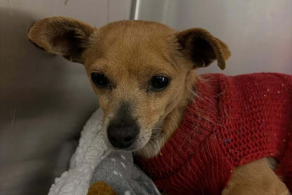 Jetzt bekommt die Fellnase endlich ihr wohlverdientes Happy End.