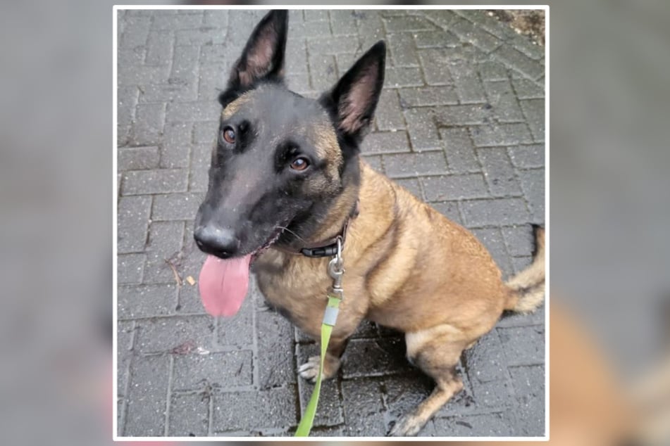 Malinois-Hündin Speedy sehnt sich nach einem neuen Zuhause.