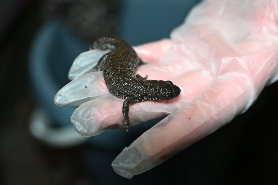 Auch dieser Kammmolch war schon auf dem Weg zu seinem Laichgewässer.