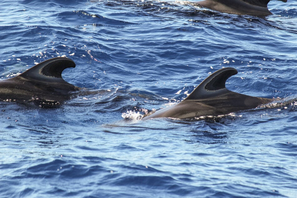 About 50 pilot whales stranded at Farewell Split.