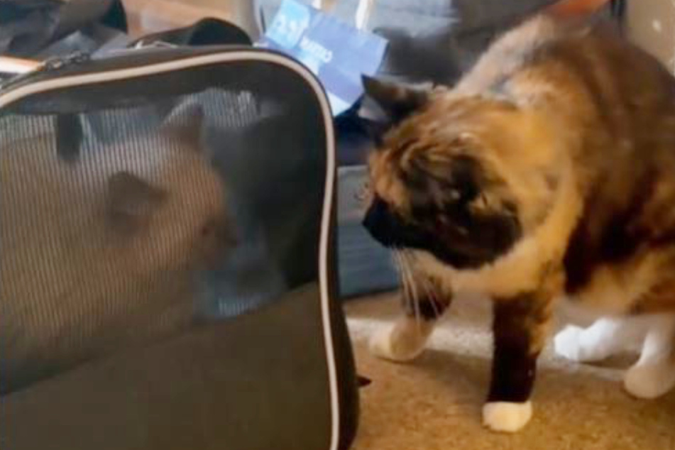 Moosey war zunächst schwer verunsichert, schaute skeptisch in die Tasche mit der anderen Katze.