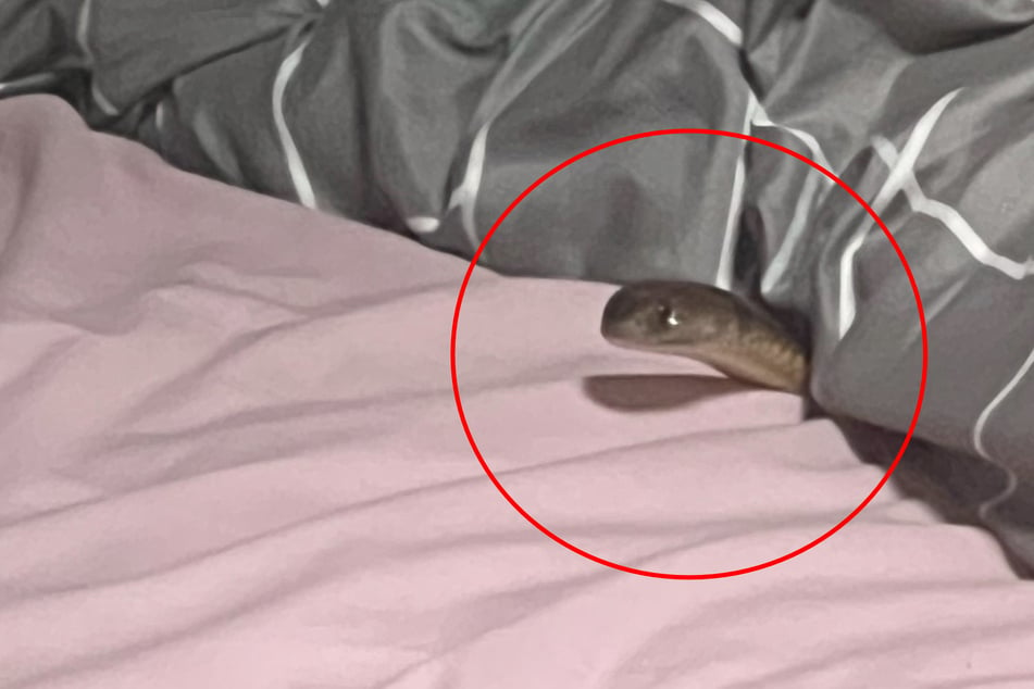 Hochgiftige Schlange beißt Frau im Schlaf: Was ihre Familie tat, rettete ihr das Leben