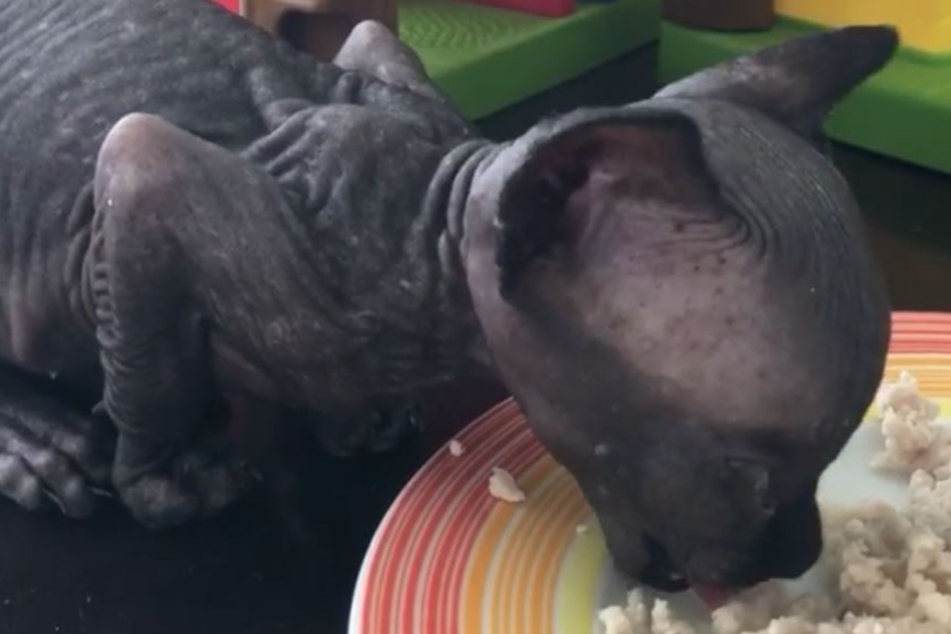 Gruselvideo: Ist diese Katze echt?