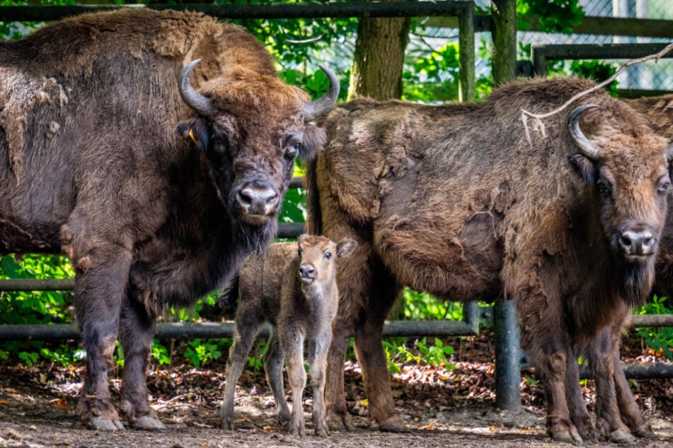 Zusammen mit Mutter Onia (r.) und Vater Spakko (l.) erkundet Ora ihre Umwelt.