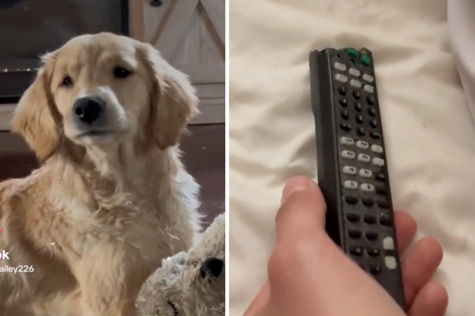 Nala the golden retriever bit off the top of the remote control.
