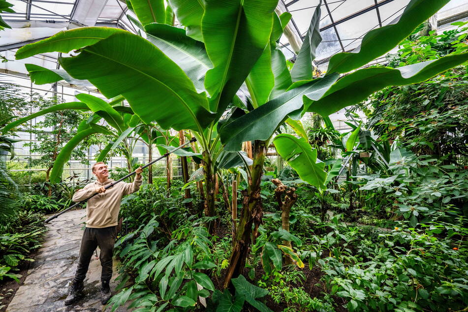 Tobias Horn (24) arbeitet im großen Gewächshaus des Botanischen Gartens.