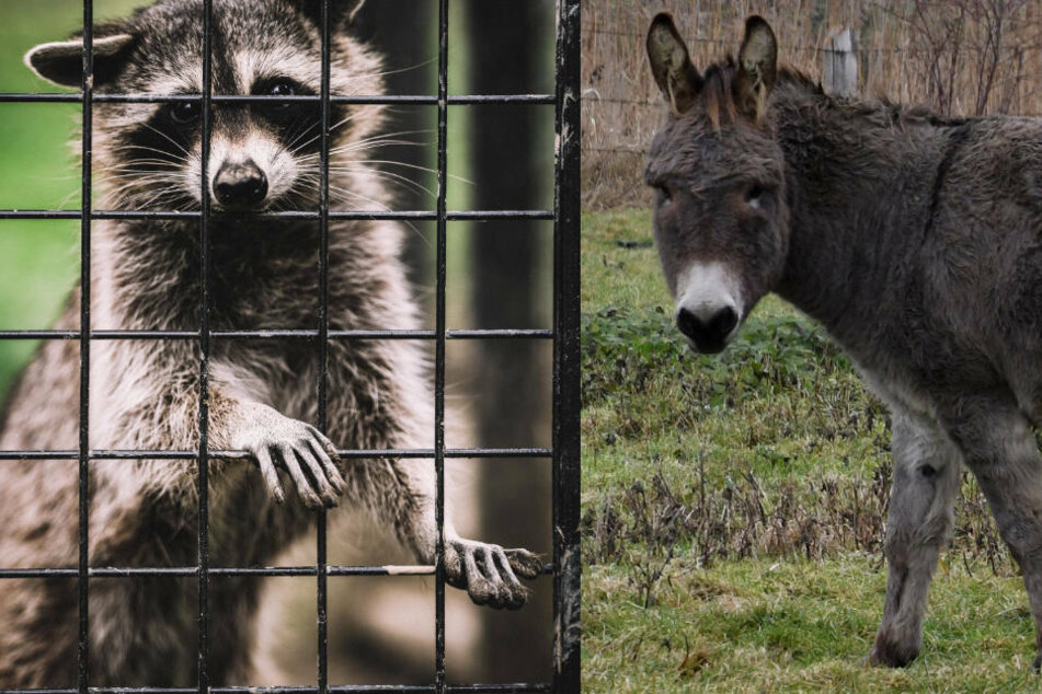 "Schwerwiegende Tierschutzmängel": Zoo in Nauen muss dicht machen