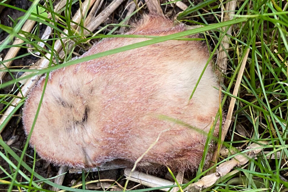 In Wahrheit hatte sich die Rote Fledermaus Punkin Roll am Boden getarnt.