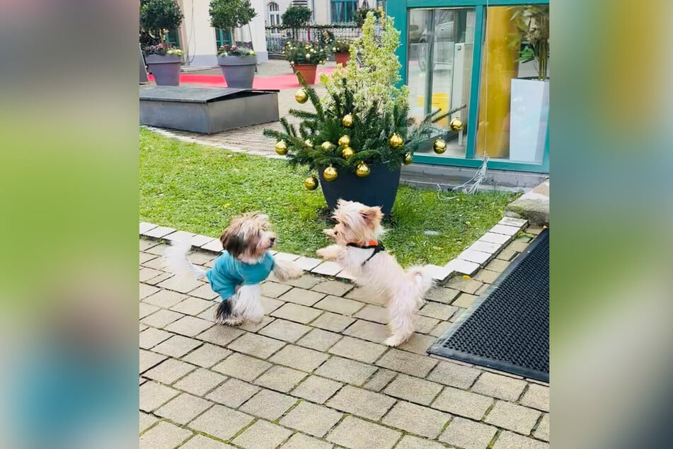 Ganz offensichtlich schließt Cookie ganz fix auf dem Theater-Areal neue Hundefreundschaften.