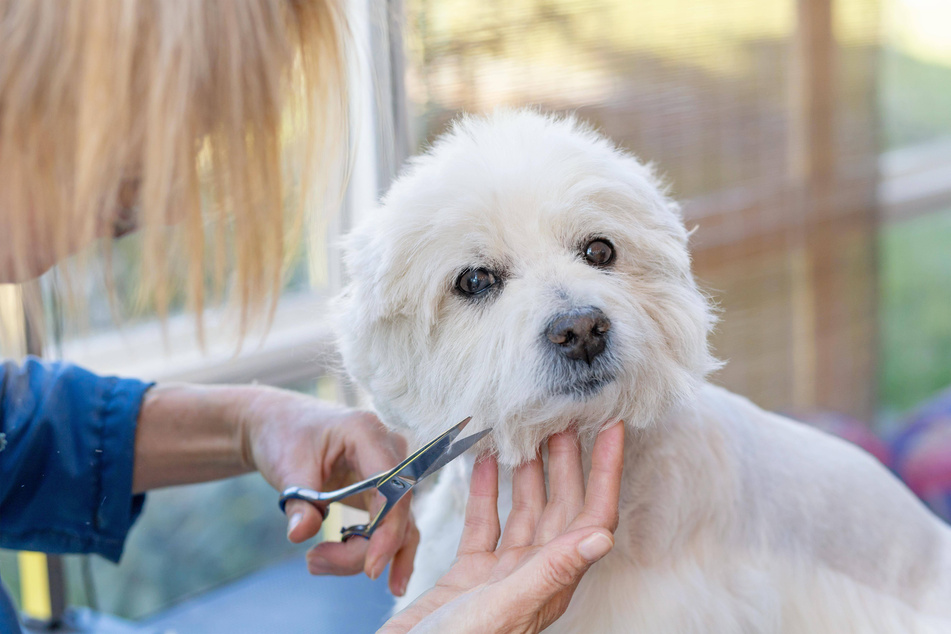 Take your time when grooming your darling doggo, and take care to get it right.