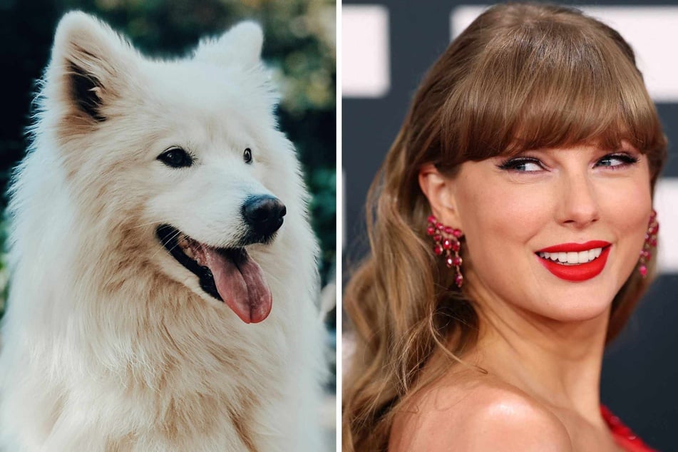 Taylor Swift (r) and her brand new husband, Travis Kelce, may well have expanded their little family to include a Samoyed dog!