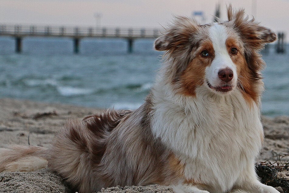 All of a sudden, Stella the miniature Australian shepherd was gone (stock image).