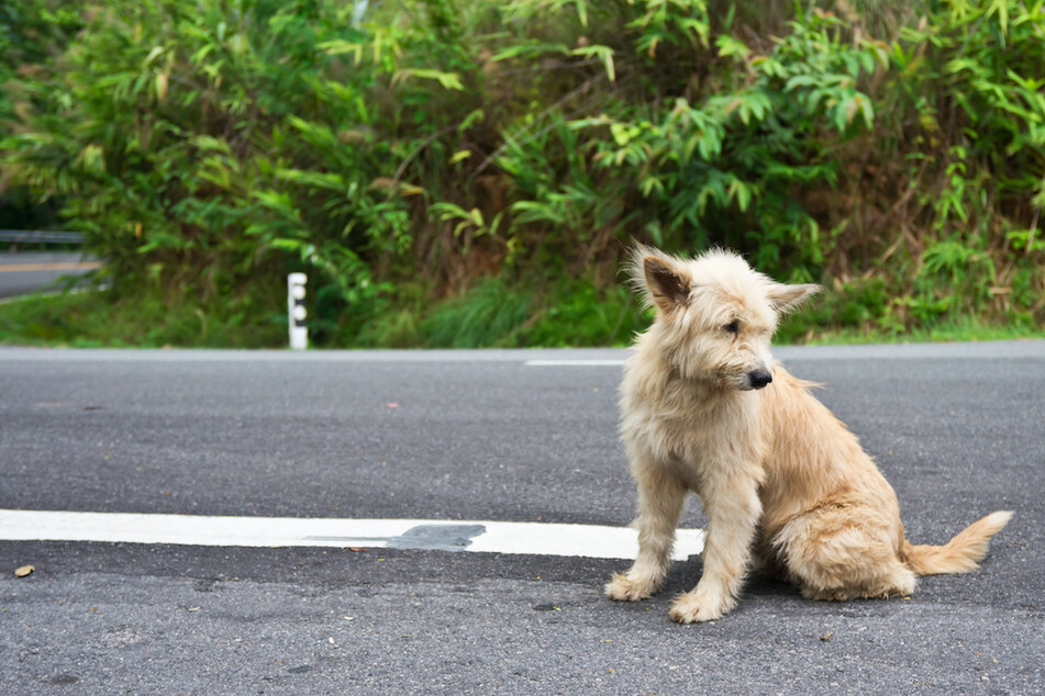 Weil ein Auto wegen des Hundes auf der Straße bremste, wurden vier Menschen verletzt. (Symbolbild)