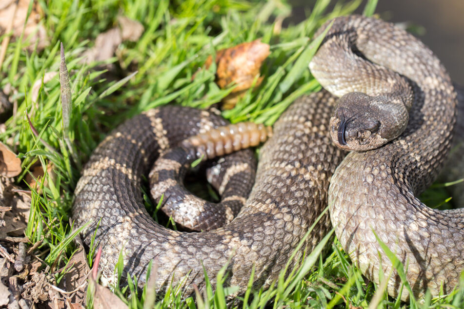 Reptilien-Attacke: Giftige Klapperschlange beißt Frau im Zoo
