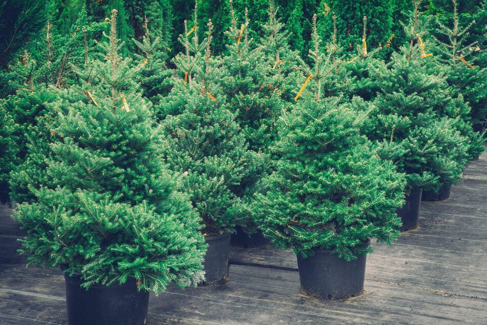Schon jetzt kündigt sich ein spürbarer Anstieg bei Weihnachtsbäumen an. In sechs Monaten müssen die Menschen in Bayern spürbar tiefer in die Tasche greifen.