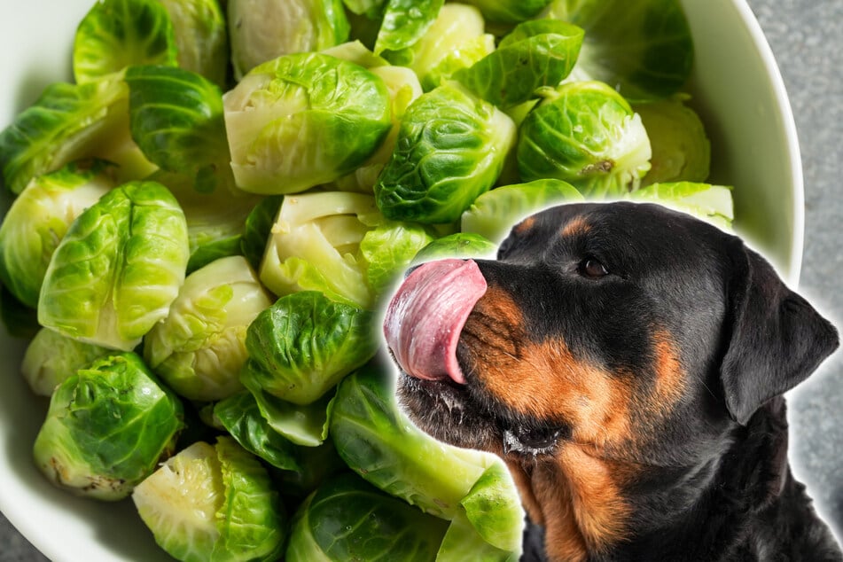 Ist Rosenkohl giftig für Hunde oder dürfen sie ihn fressen?