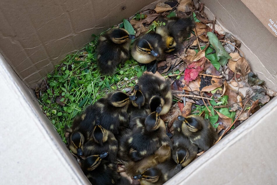 In einem Karton warteten sie darauf, dass ihre Mutter wiederauftaucht.