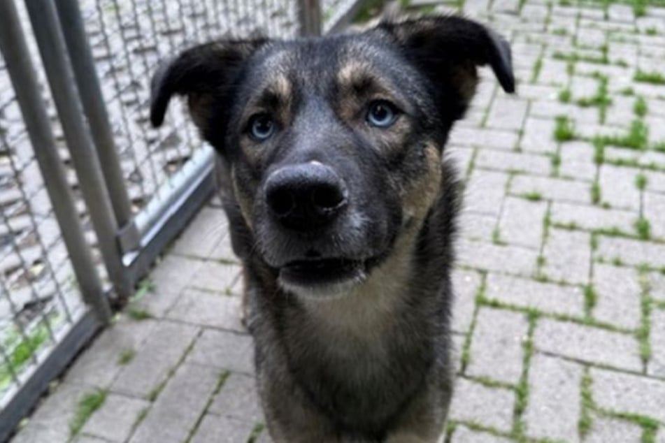 La chienne métisse Ronja a été retrouvée avec une congénère dans un parc de Cologne.