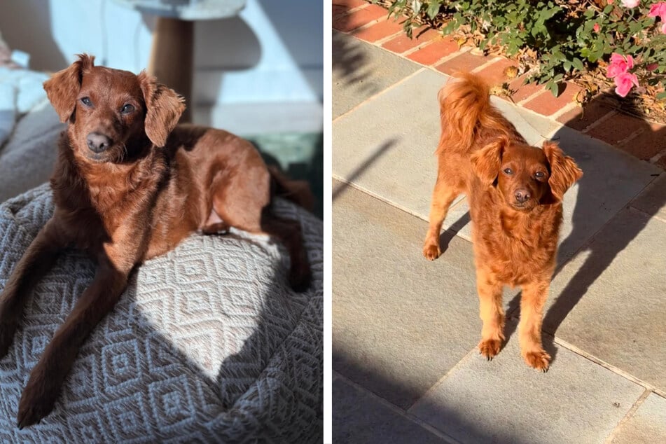 Tierbesitzer wollen Rasse ihres Hundes herausfinden: Das Ergebnis lässt sie sprachlos zurück