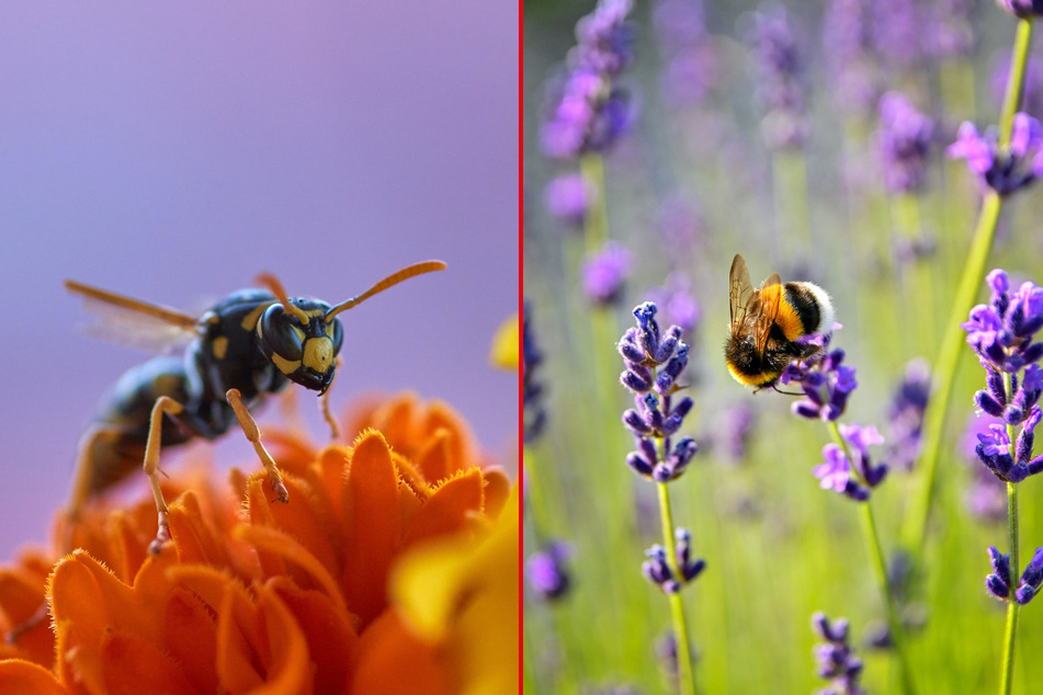 So what are the key differences between a wasp and a bee?